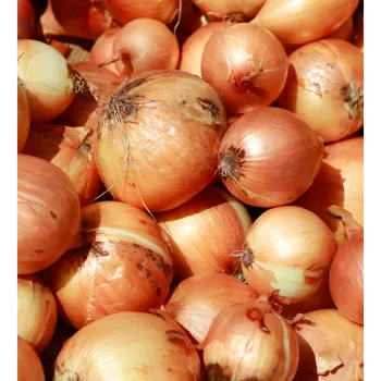 Onion (25)-9596517-11393.webp